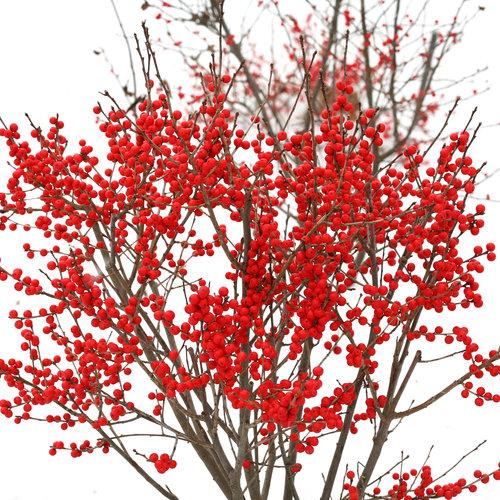 Ilex Verticillata 'berry Poppins' - View 28 from www redcrocus com
