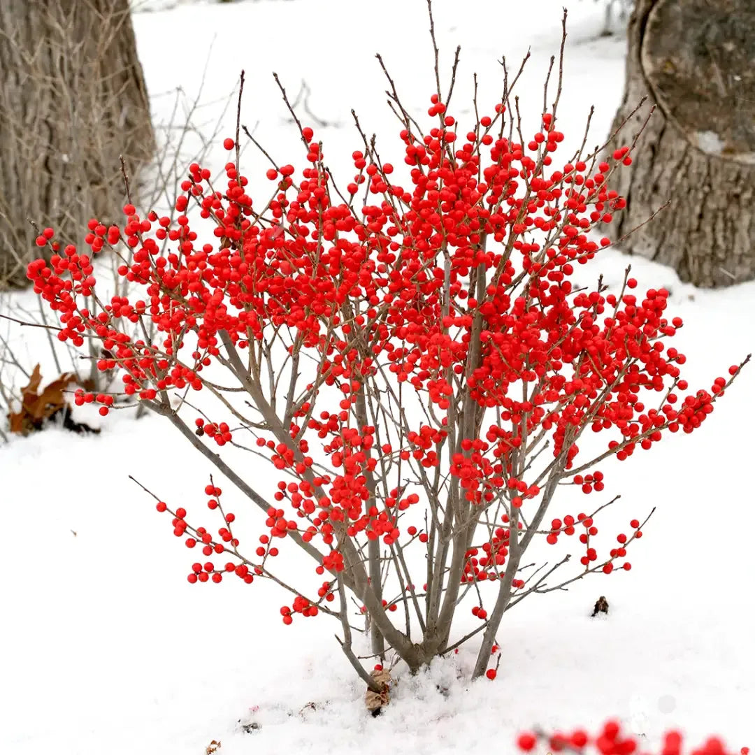 Ilex Verticillata 'berry Poppins' - View 29 from www redcrocus com