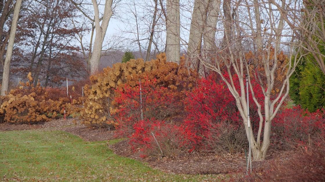 Ilex Verticillata 'berry Poppins' - View 30 from www redcrocus com