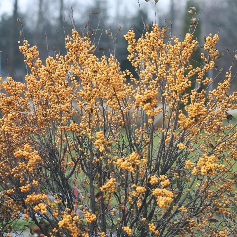 Ilex Verticillata 'berry Poppins' - View 31 from www redcrocus com