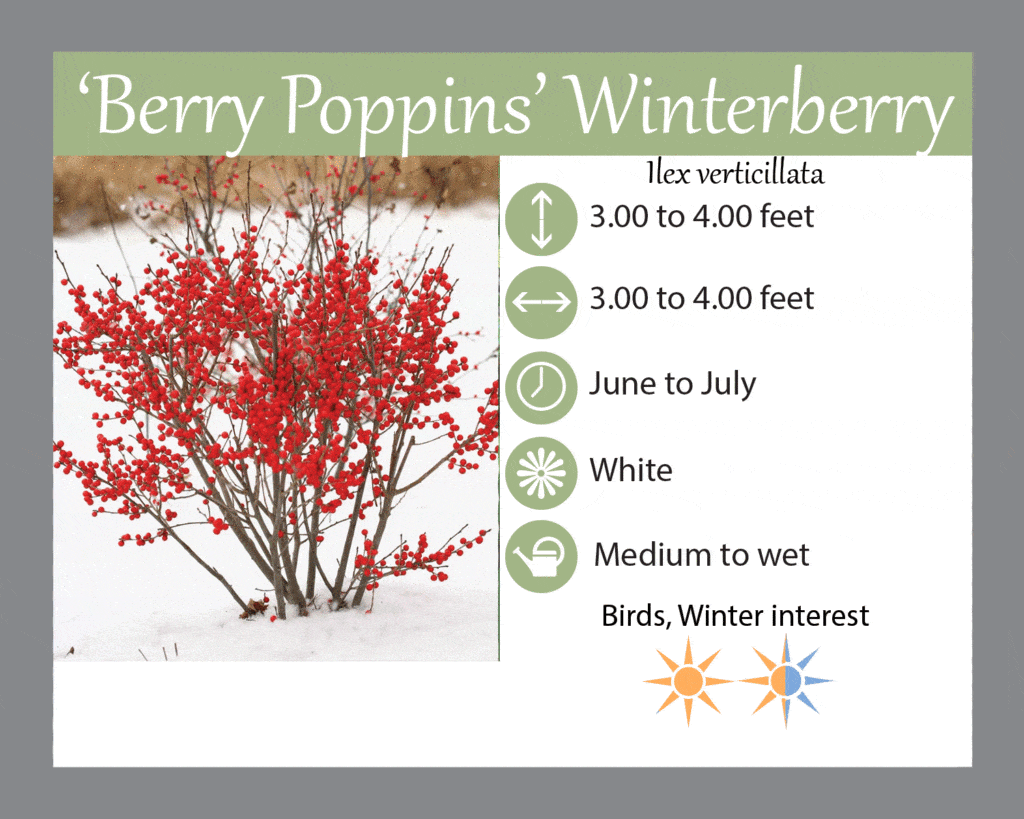 Ilex Verticillata 'berry Poppins' - View 36 from www redcrocus com