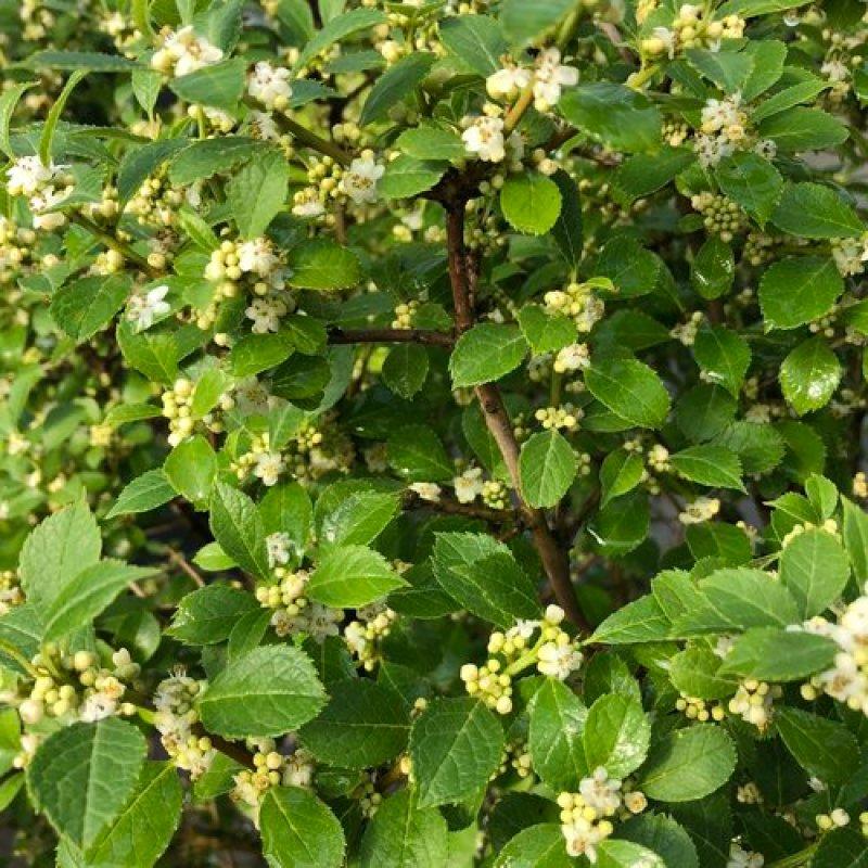 Ilex Verticillata 'berry Poppins' - View 37 from www redcrocus com