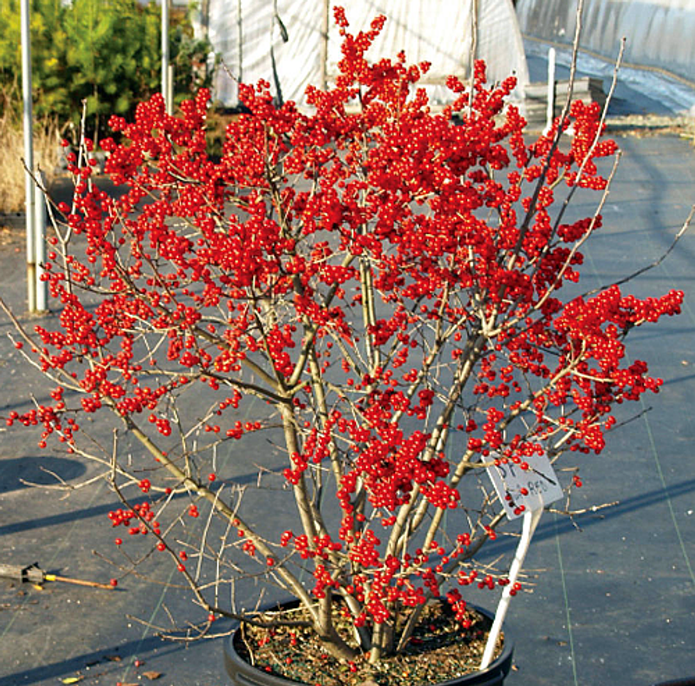 Ilex Verticillata 'berry Poppins' - View 38 from www redcrocus com
