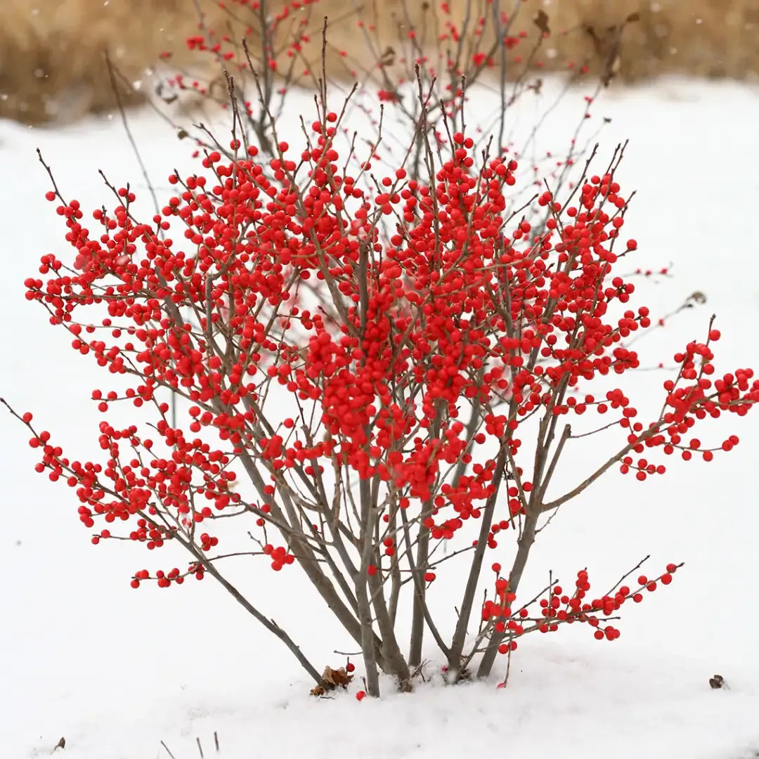 Ilex Verticillata 'berry Poppins' - View 4 from www redcrocus com