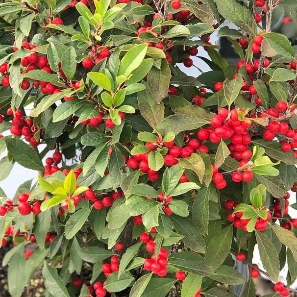 Ilex Verticillata 'berry Poppins' - View 5 from www redcrocus com
