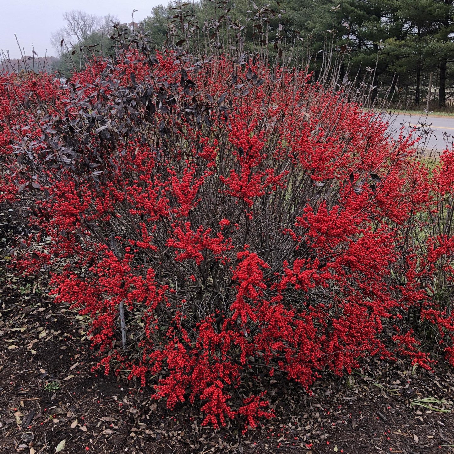 Ilex Verticillata 'berry Poppins' - View 7 from www redcrocus com