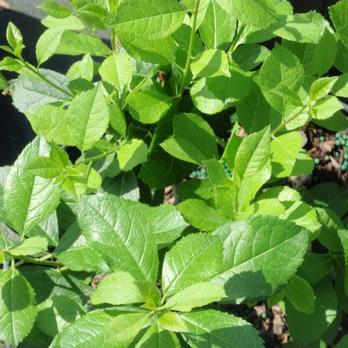Ilex Verticillata 'berry Poppins' - View 9 from www redcrocus com
