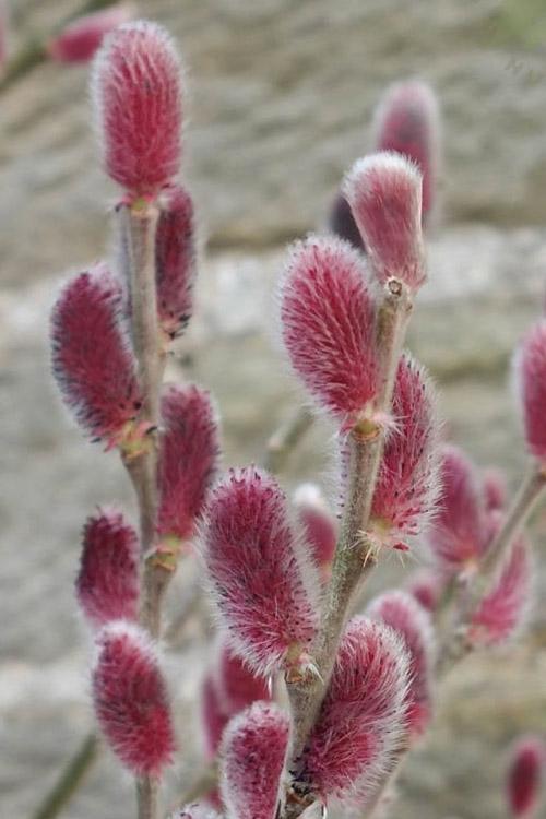 Salix Gracilistyla 'mount Aso' - View 15 from www redcrocus com
