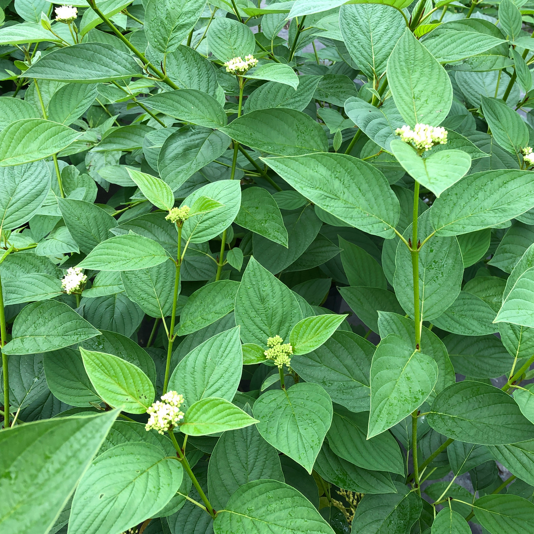 Cornus Sericea 'arctic Fire Yellow' - View 23 from www redcrocus com