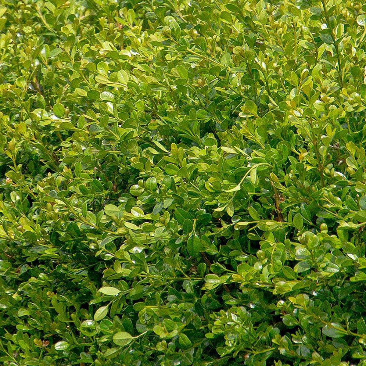 Buxus Microphylla Winter Gem - View 12 from www redcrocus com