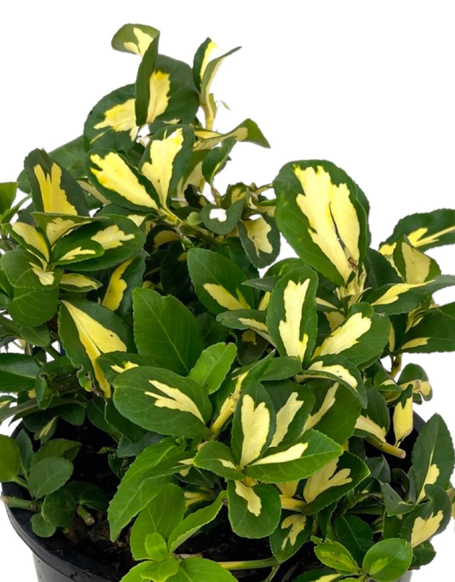 Euonymus Fortunei Moonshadow - View 10 from www redcrocus com