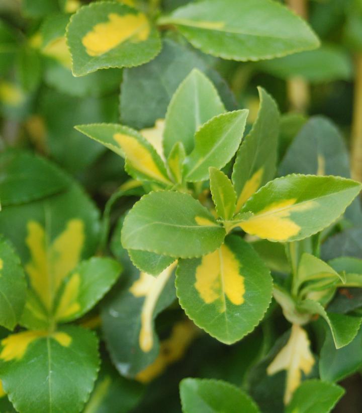 Euonymus Fortunei Moonshadow - View 11 from www redcrocus com