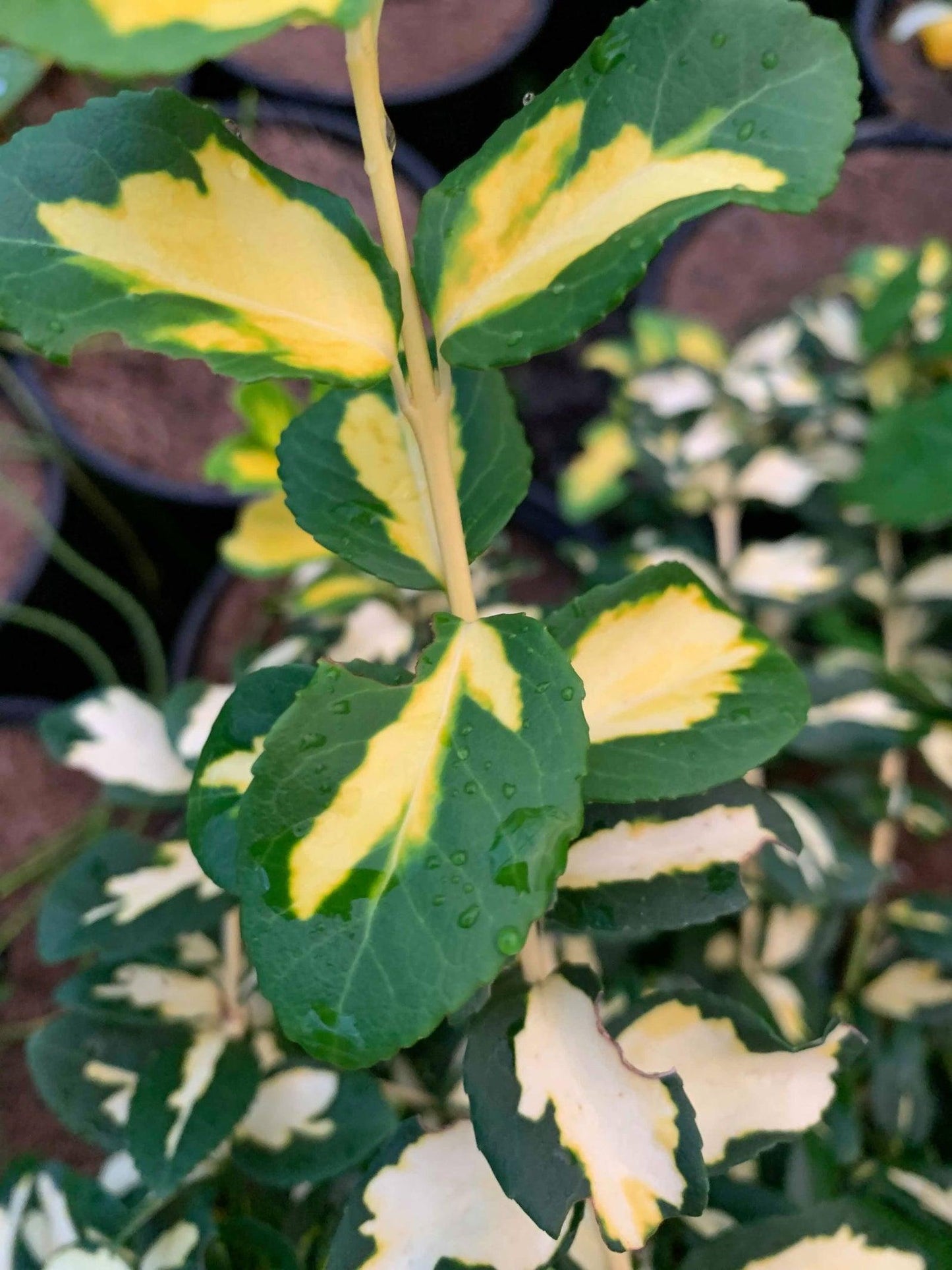 Euonymus Fortunei Moonshadow - View 12 from www redcrocus com