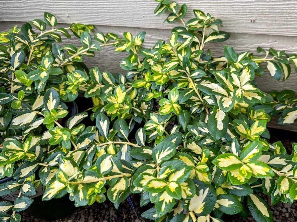 Euonymus Fortunei Moonshadow - View 15 from www redcrocus com