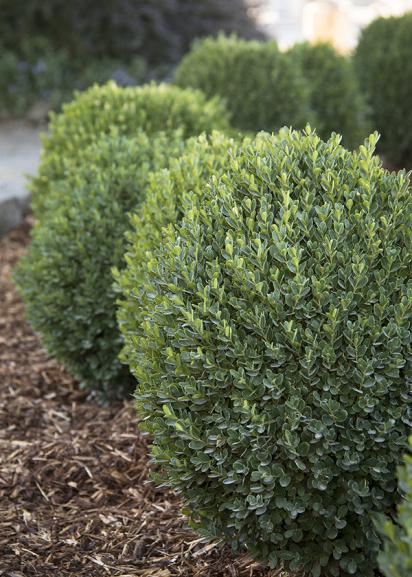 Euonymus Fortunei Moonshadow - View 16 from www redcrocus com