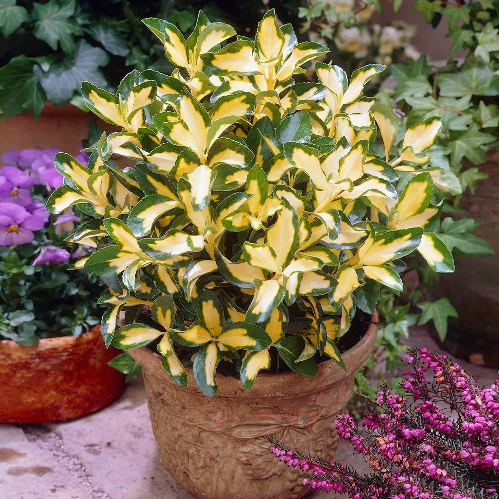 Euonymus Fortunei Moonshadow - View 17 from www redcrocus com