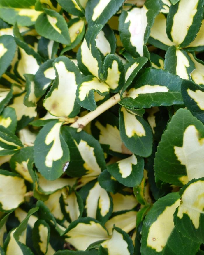 Euonymus Fortunei Moonshadow - View 2 from www redcrocus com