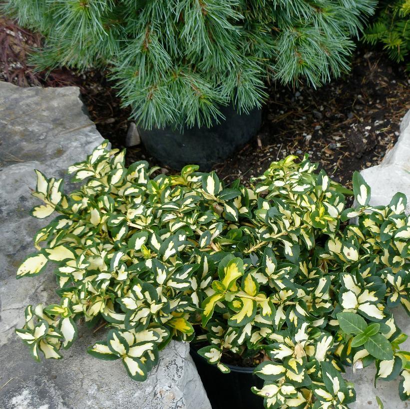 Euonymus Fortunei Moonshadow - View 3 from www redcrocus com