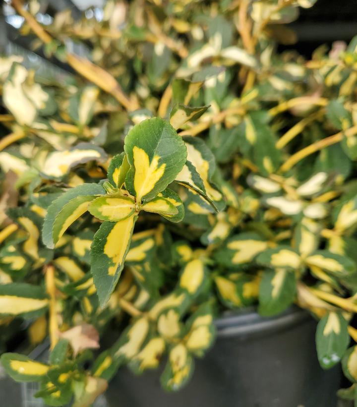 Euonymus Fortunei Moonshadow - View 4 from www redcrocus com
