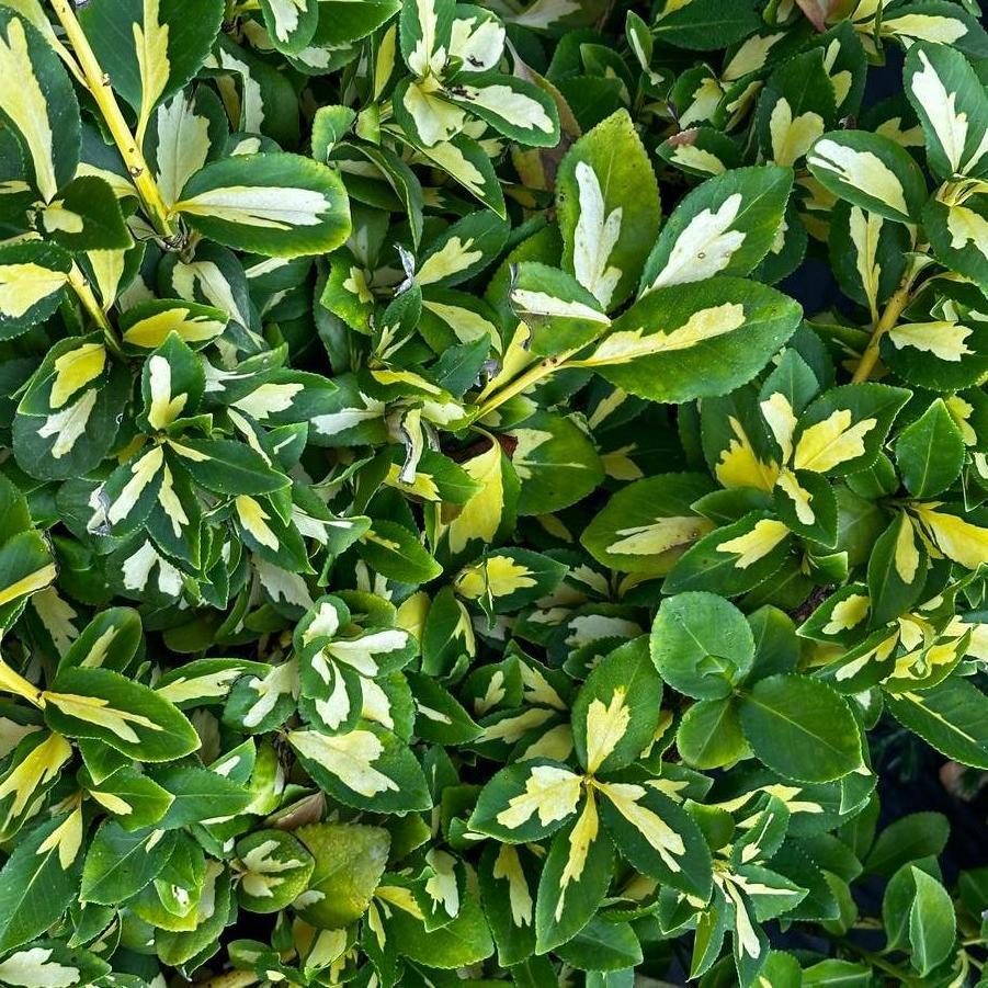 Euonymus Fortunei Moonshadow - View 5 from www redcrocus com