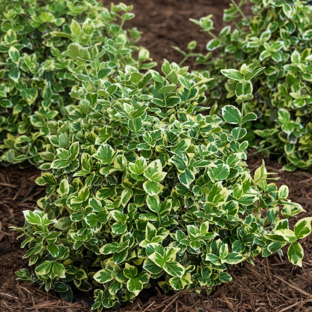 Euonymus Fortunei Moonshadow - View 7 from www redcrocus com