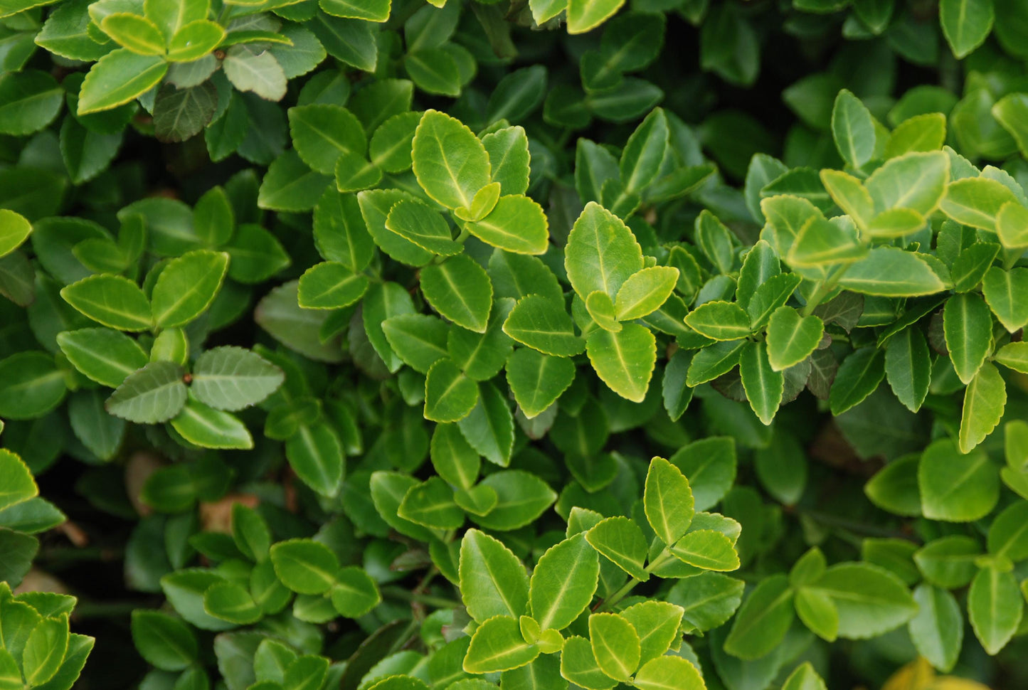 Euonymus Fortunei Moonshadow - View 8 from www redcrocus com