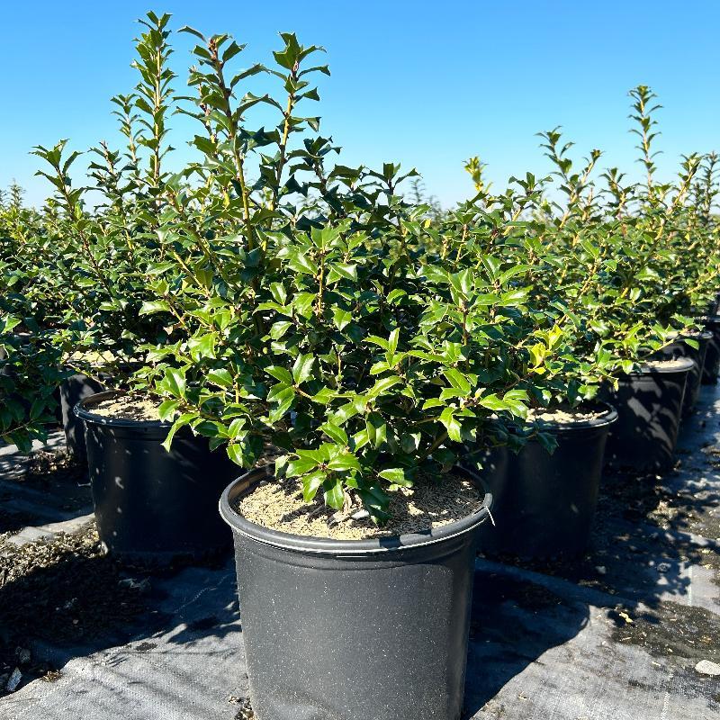 Ilex Meserveae China Girl - View 10 from www redcrocus com