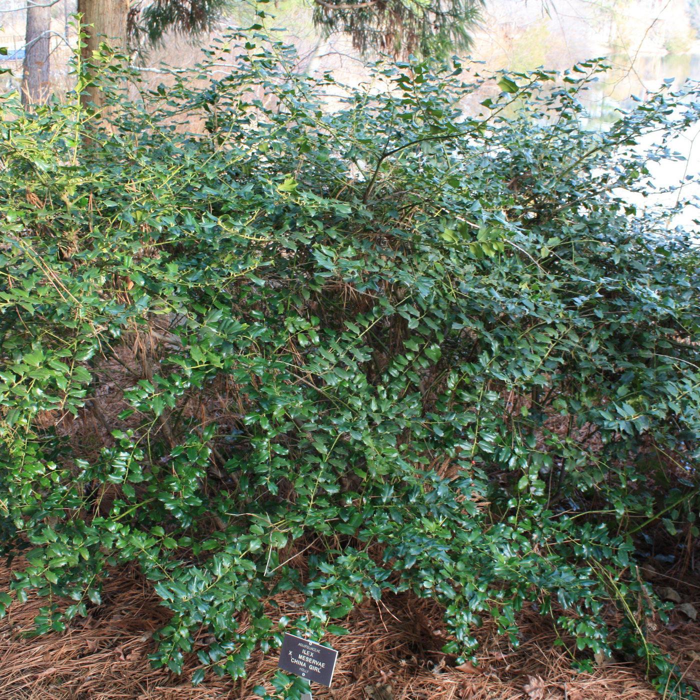 Ilex Meserveae China Girl - View 11 from www redcrocus com