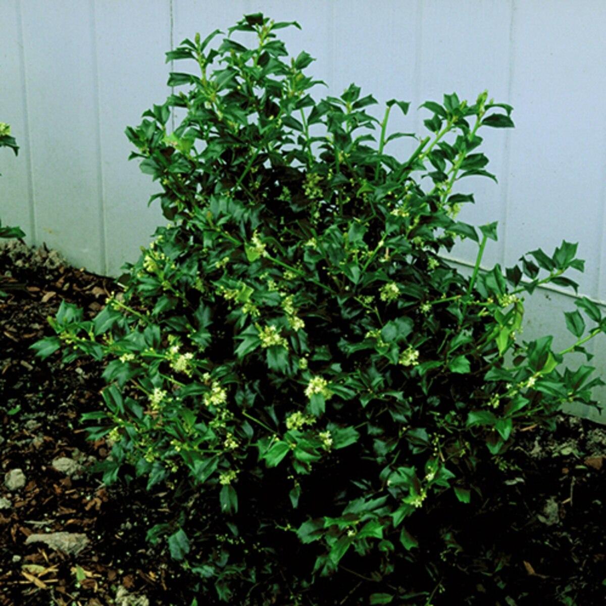 Ilex Meserveae China Girl - View 12 from www redcrocus com