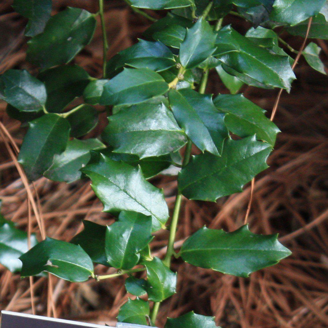 Ilex Meserveae China Girl - View 13 from www redcrocus com