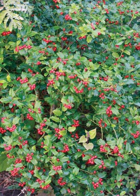 Ilex Meserveae China Girl - View 14 from www redcrocus com