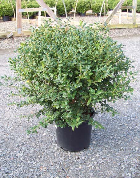 Ilex Meserveae China Girl - View 16 from www redcrocus com