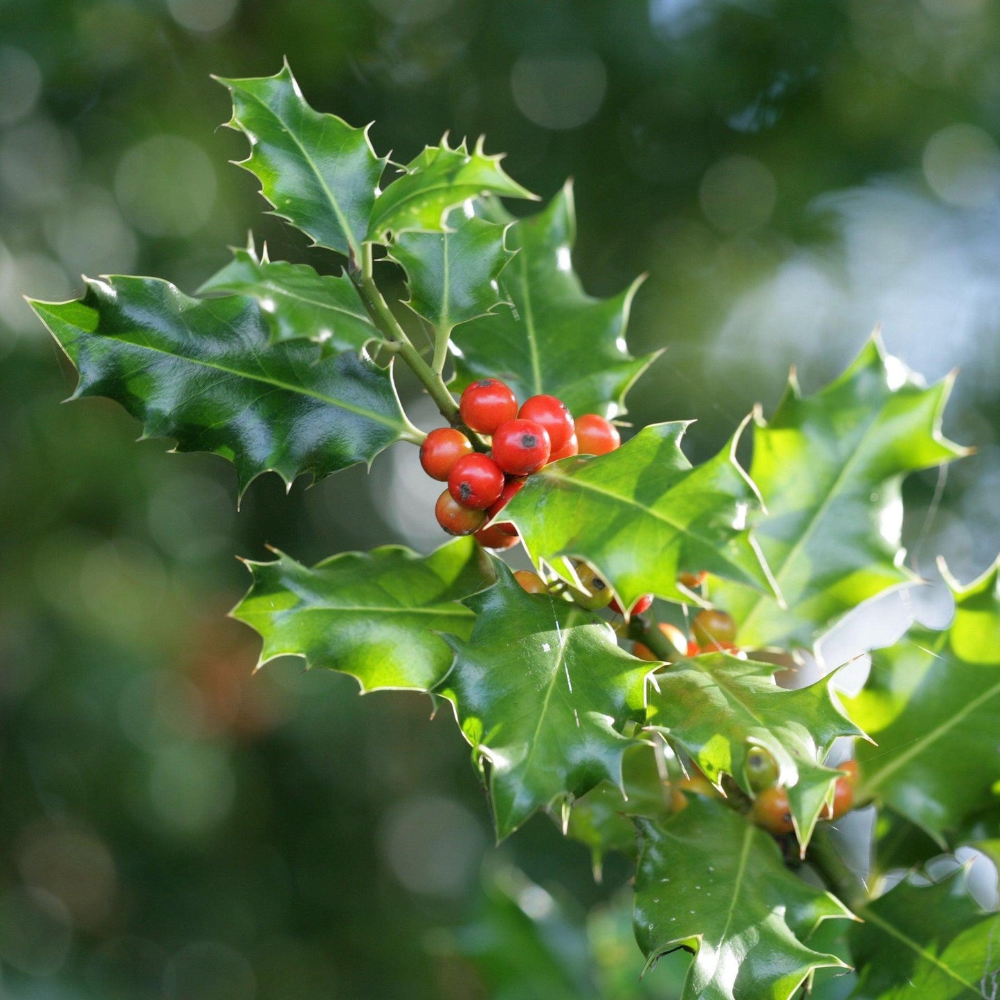 Ilex Meserveae China Girl - View 17 from www redcrocus com
