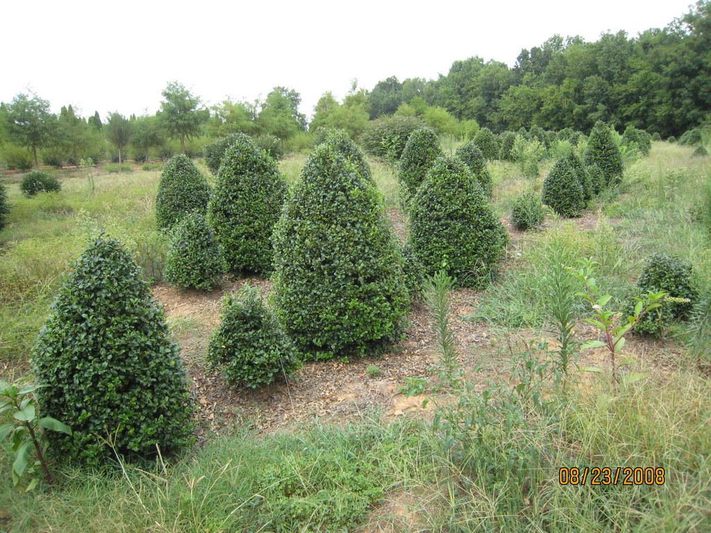 Ilex Meserveae China Girl - View 1 from www redcrocus com