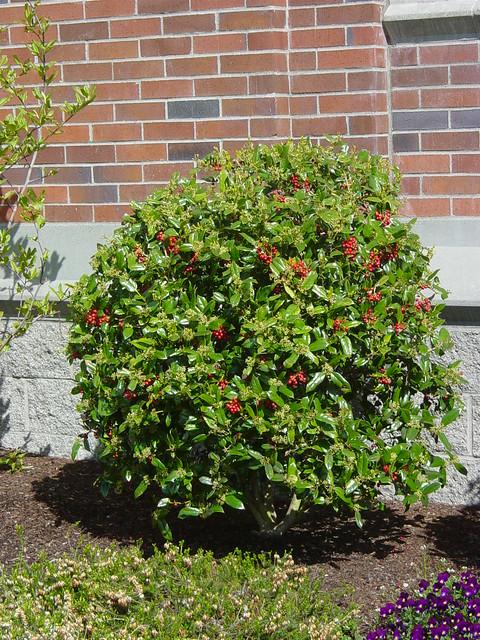 Ilex Meserveae China Girl - View 2 from www redcrocus com