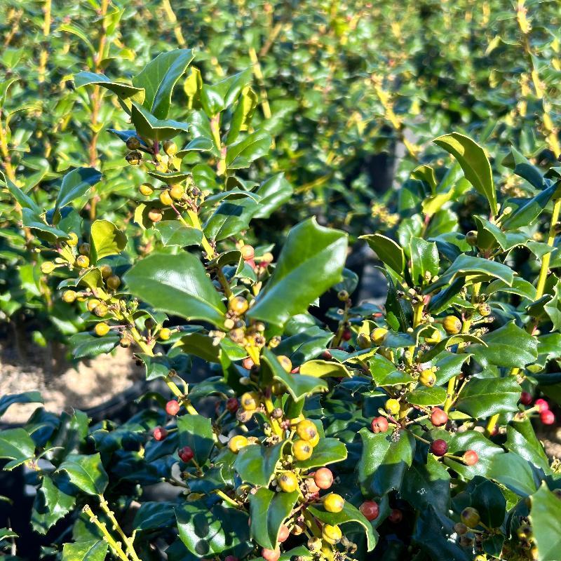 Ilex Meserveae China Girl - View 3 from www redcrocus com