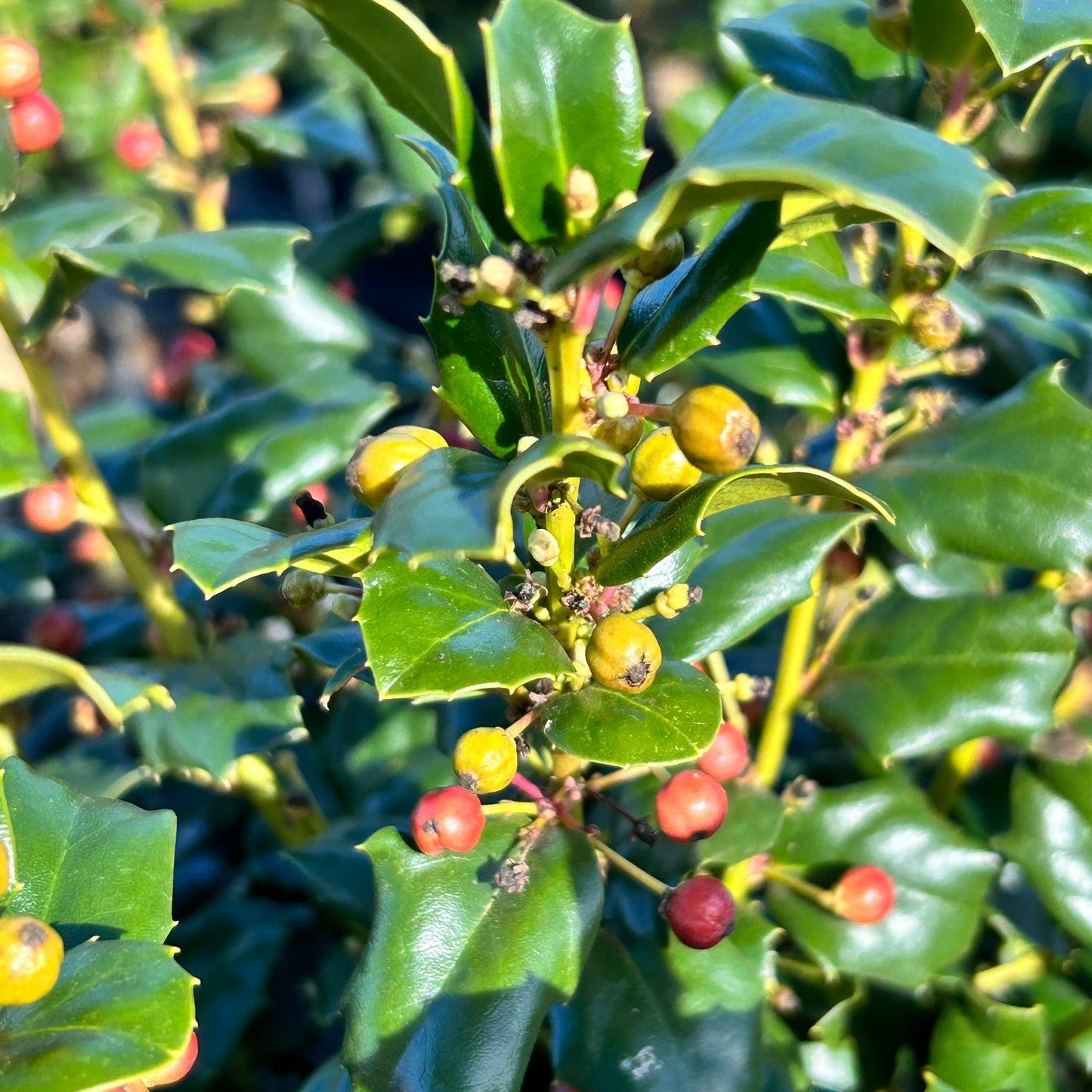 Ilex Meserveae China Girl - View 4 from www redcrocus com