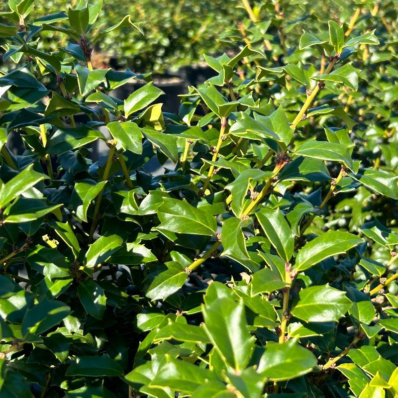 Ilex Meserveae China Girl - View 6 from www redcrocus com