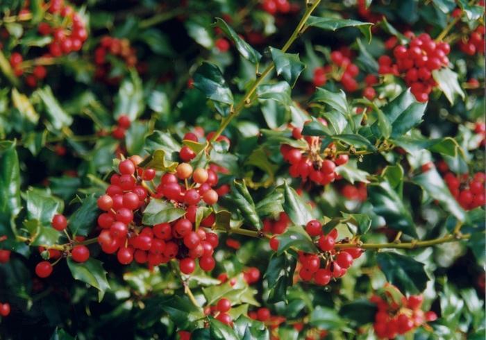Ilex Meserveae China Girl - View 7 from www redcrocus com