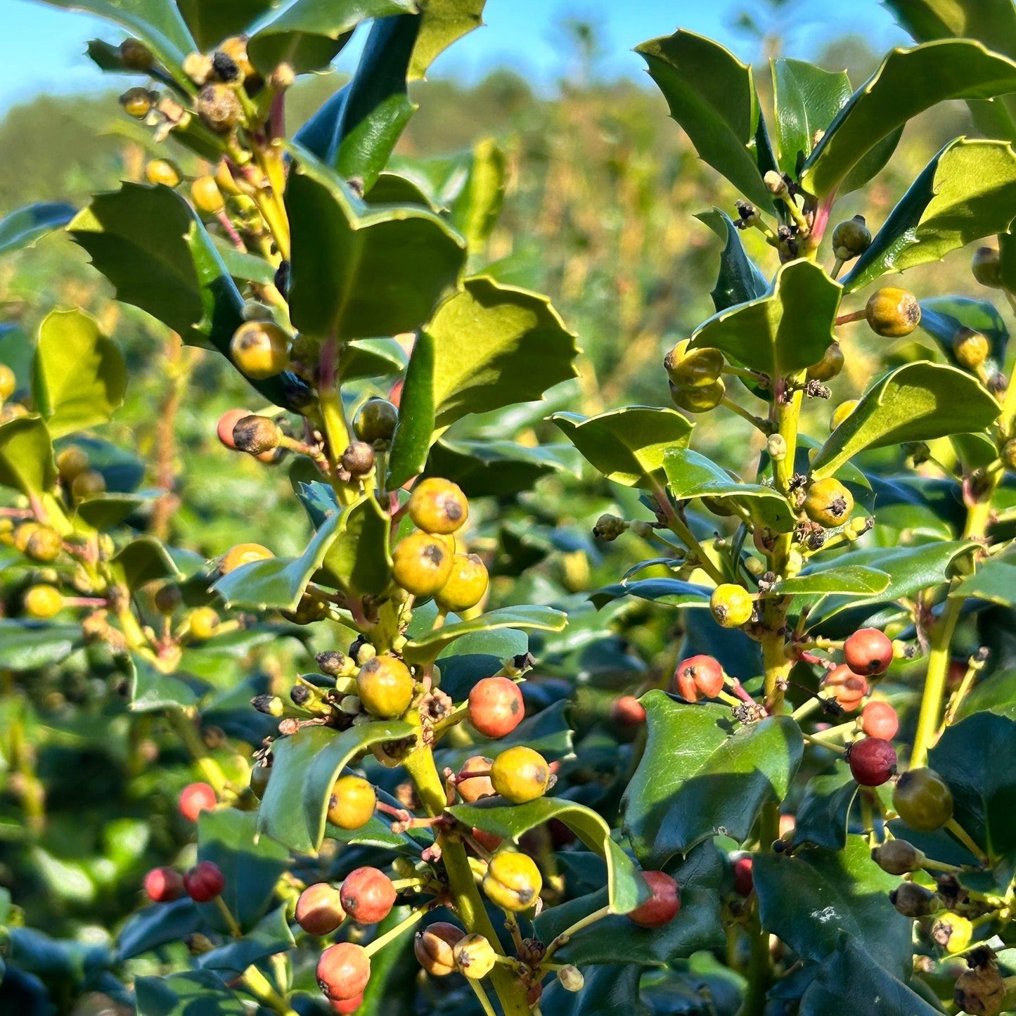 Ilex Meserveae China Girl - View 8 from www redcrocus com