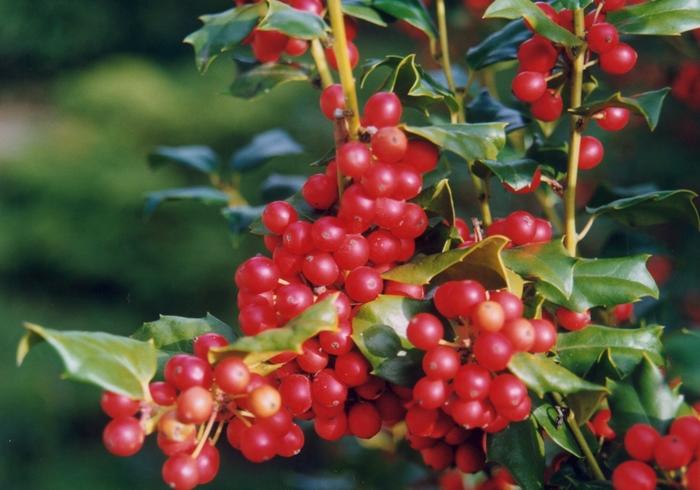 Ilex Meserveae China Girl - View 9 from www redcrocus com