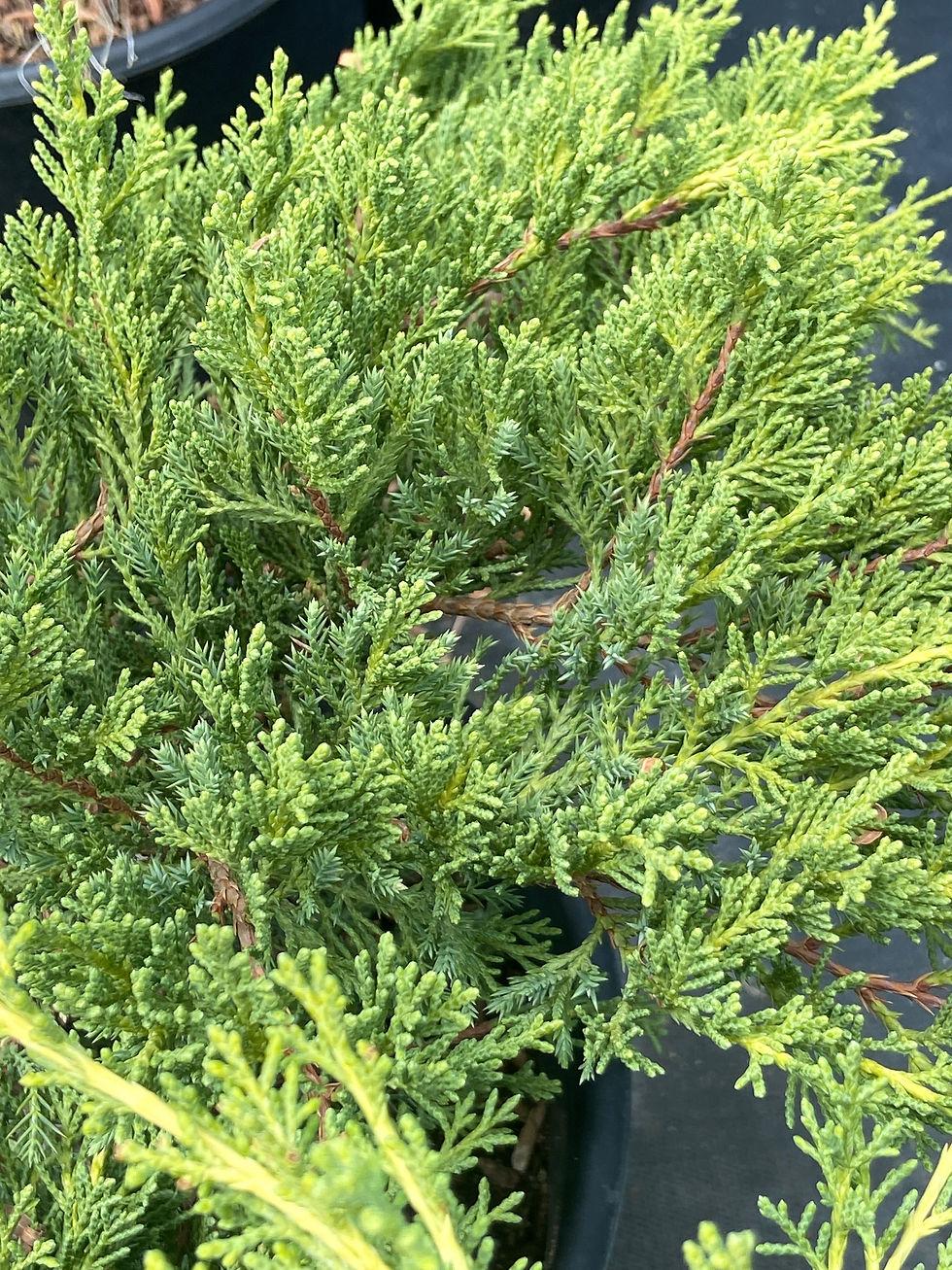 Juniperus Chinensis Old Gold - View 15 from www redcrocus com