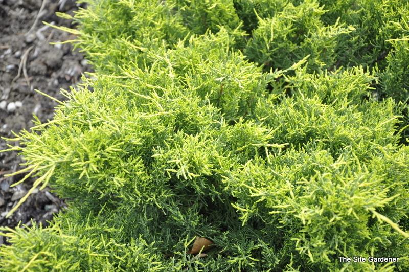 Juniperus Chinensis Old Gold - View 16 from www redcrocus com