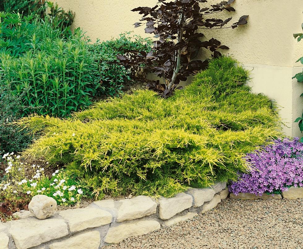 Juniperus Chinensis Old Gold - View 8 from www redcrocus com