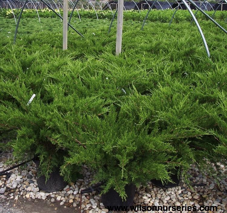 Juniperus Chinensis Sea Green - View 11 from www redcrocus com