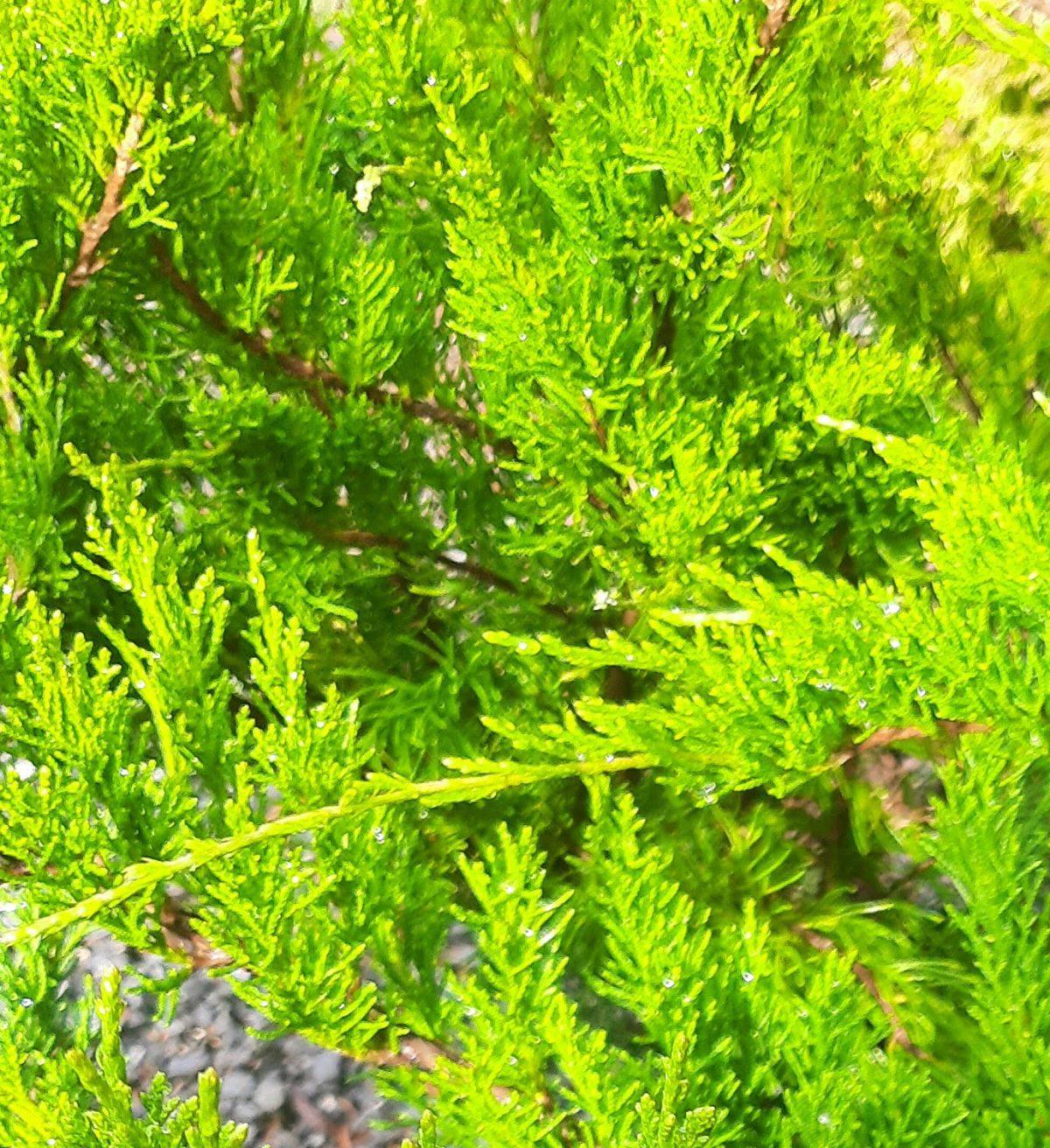 Juniperus Chinensis Sea Green - View 7 from www redcrocus com