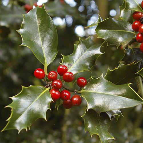 Ilex Meserveae Blue Maid - View 18 from www redcrocus com