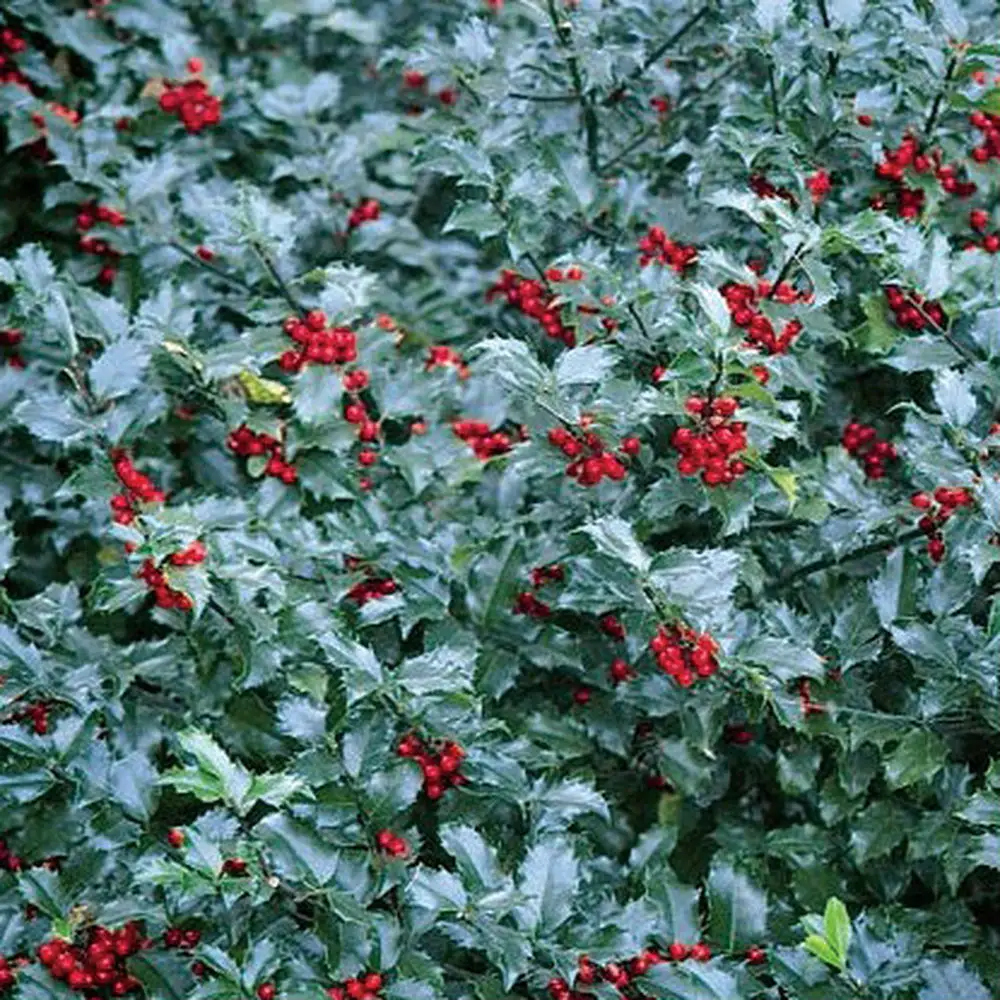 Ilex Meserveae Blue Maid - View 7 from www redcrocus com