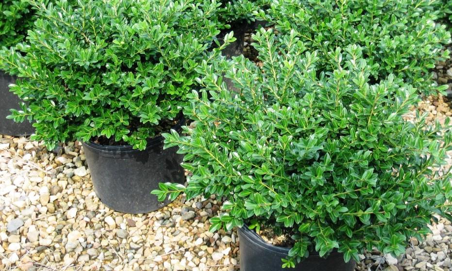 Ilex Crenata Helleri - View 15 from www redcrocus com