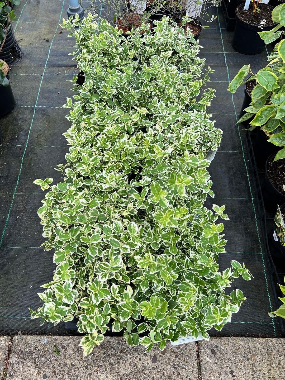 Euonymus Fortunei Emerald Gaiety - View 10 from www redcrocus com